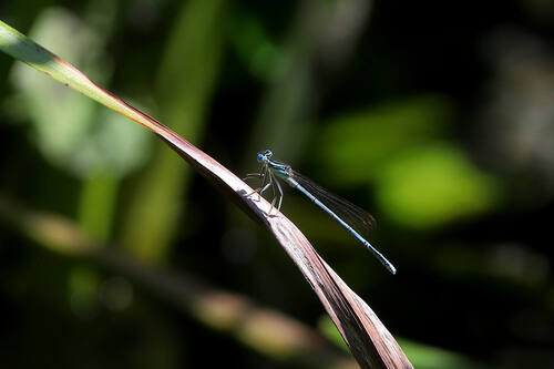 Blue Featherleg