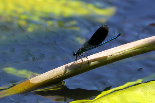 Banded Demoiselle