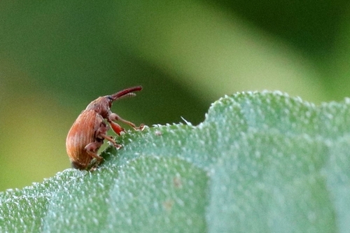 Kirschkernstecher