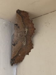 Drepanogynis mixtaria