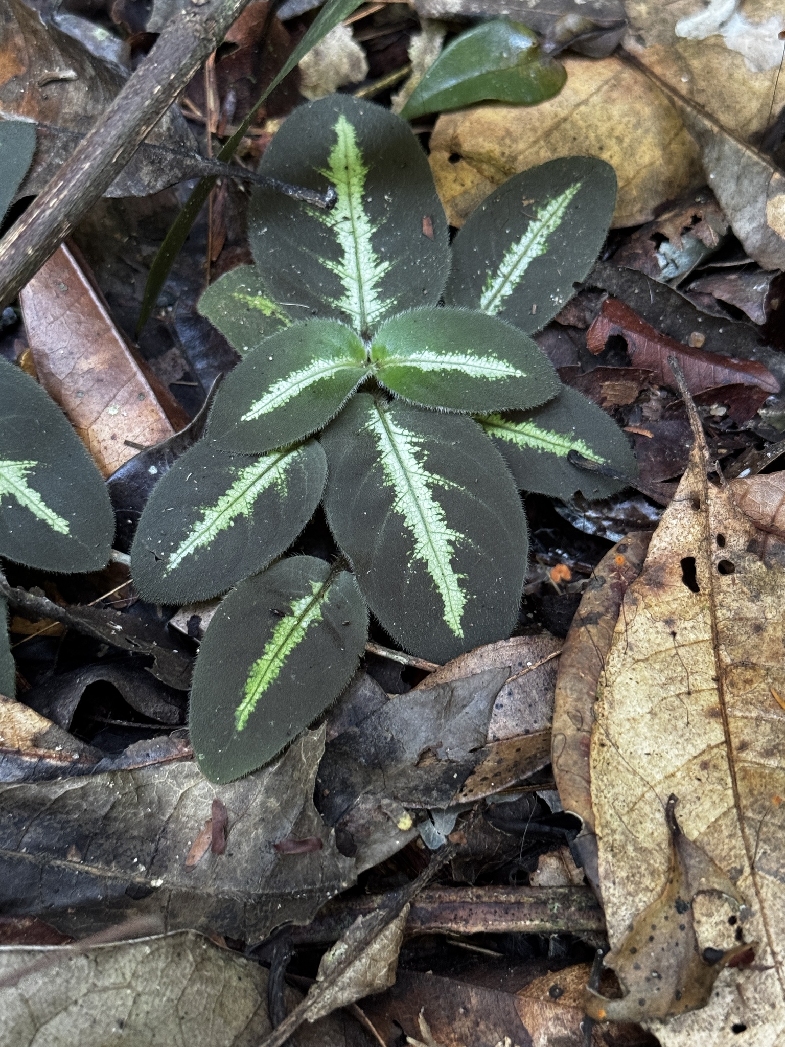 Aphelandra espirito-santensis Profice & Wassh.