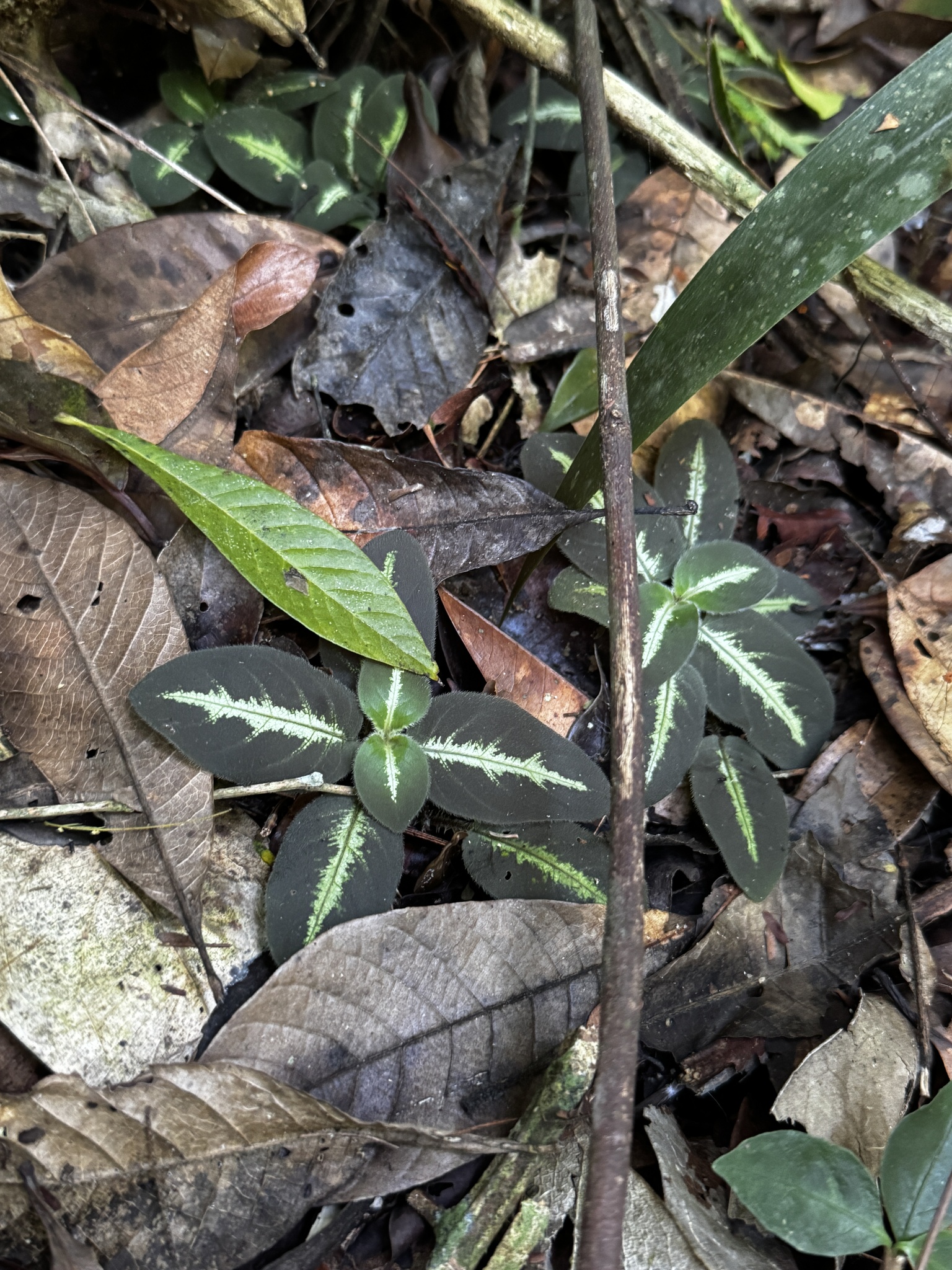 Aphelandra espirito-santensis Profice & Wassh. 2