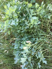 Lomatium californicum