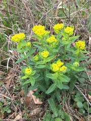 Helioscopia