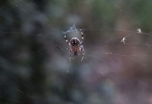 Featured image for “Spotted Orbweavers”