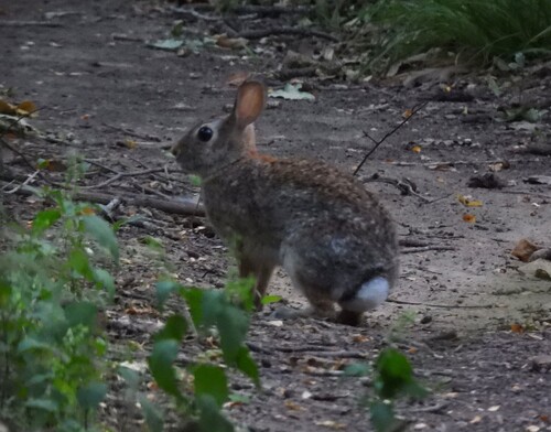 Featured image for “Eastern Cottontail”