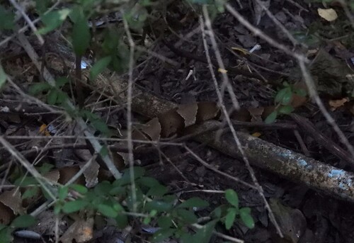 Featured image for “Broad-banded Copperhead”