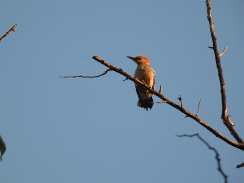Featured image for “Red-bellied Woodpecker”