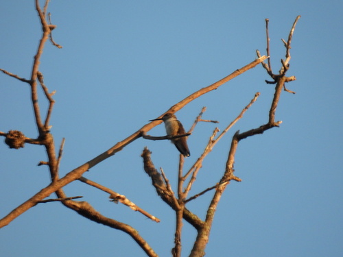 Featured image for “Black-chinned Hummingbird”