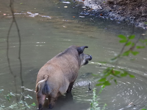 Featured image for “Domestic Pig”