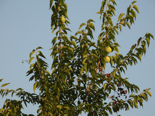 Featured image for “Osage-orange”