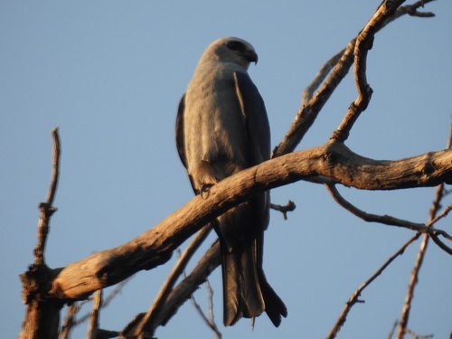 Featured image for “Mississippi Kite”