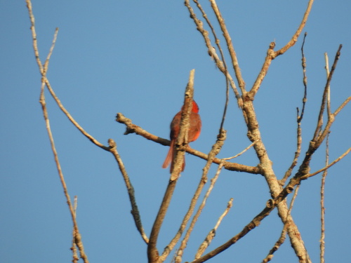 Featured image for “Northern Cardinal”