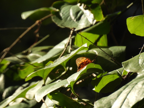 Featured image for “Gulf Fritillary”