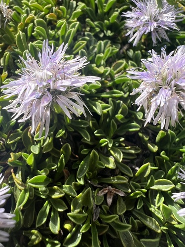 Globularia repens, photograph 2