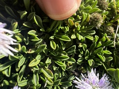 Globularia repens, photograph (c) Hannah Rogers, some rights reserved (CC BY)