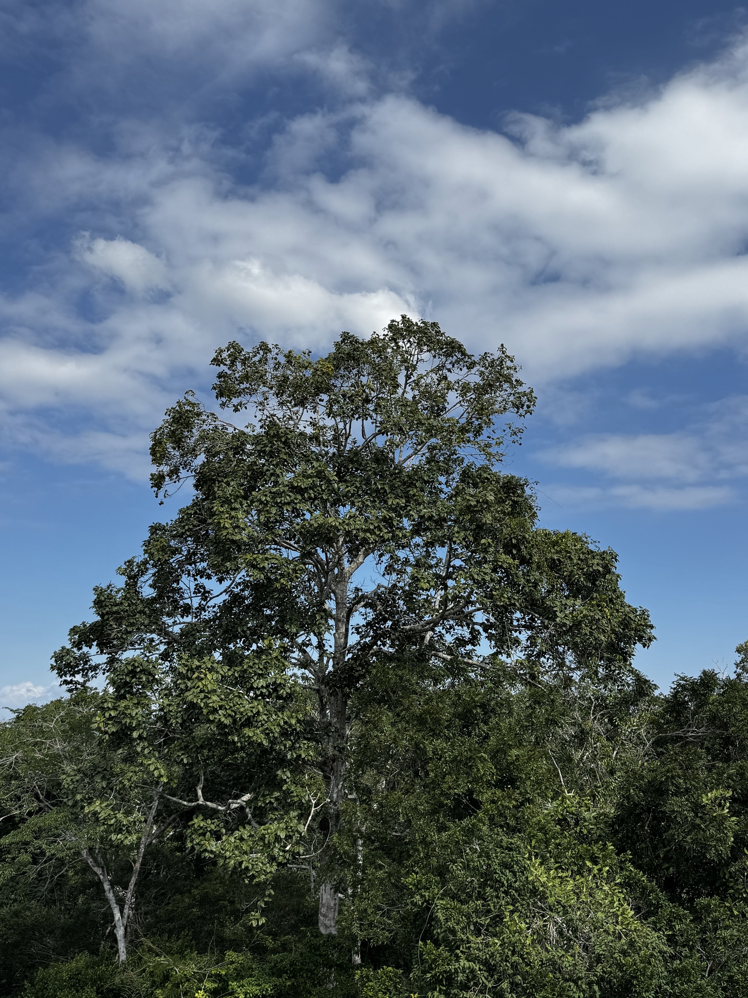 Imagem de Pau-rei