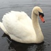 Mute Swan - Photo (c) liana_joy04, some rights reserved (CC BY-NC), uploaded by liana_joy04