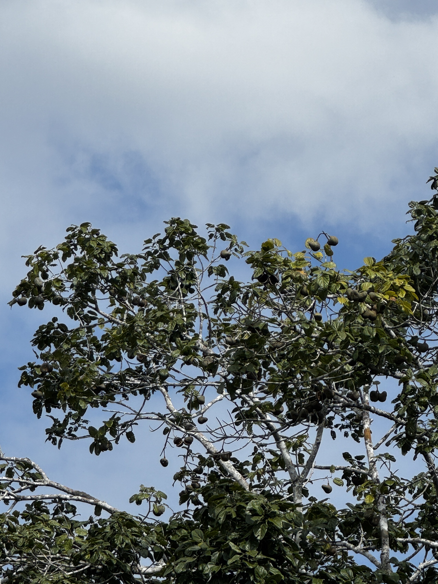 Imagem de Pau-rei