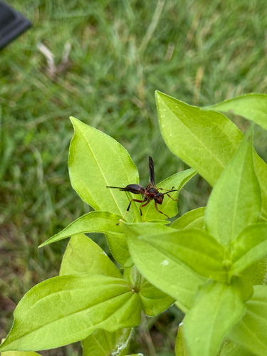 Metric Paper Wasp