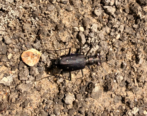 Punctured Tiger Beetle