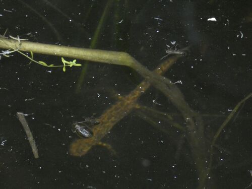 Marbled Newt