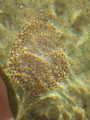 Trinectes inscriptus