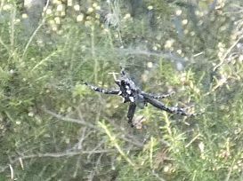 Tropical Tent-web Spider