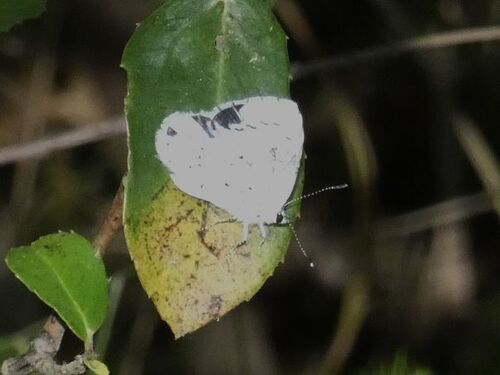 Holly Blue