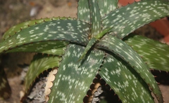 Aloe burgersfortensis