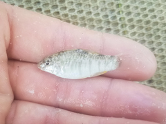 Floridichthys carpio