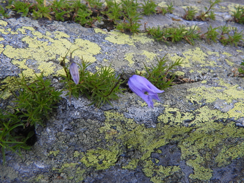 Campanula excisa, photograph 1