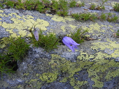 Campanula excisa, photograph (c) Gabriele Vaudano, some rights reserved (CC BY)