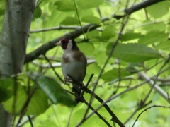 Carduelis carduelis