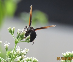 Delta pyriforme circinale