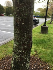 Acer saccharinum