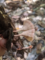 Podoscypha petalodes