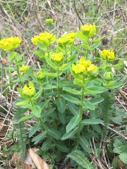 Helioscopia