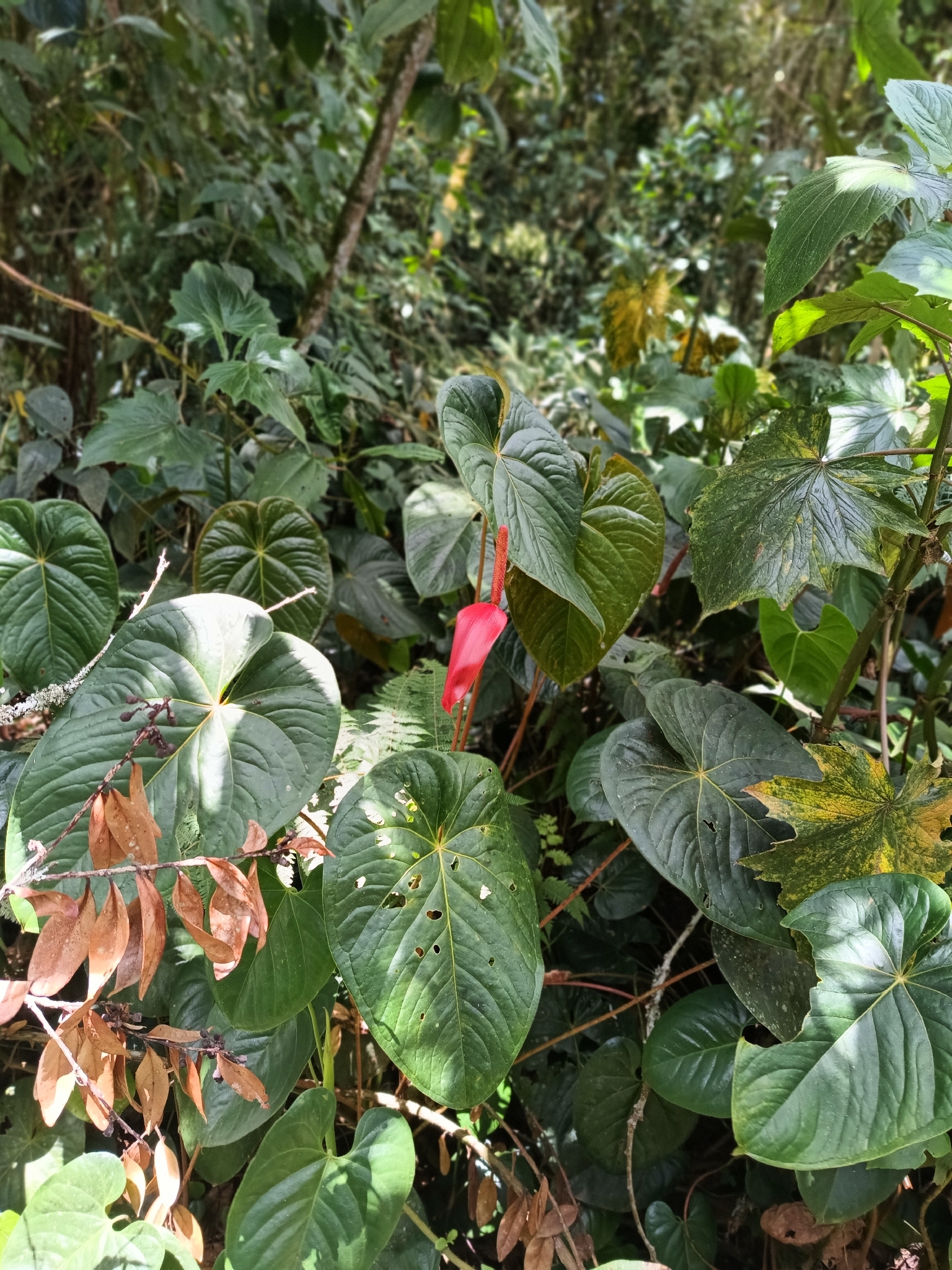 Anthurium sanguineum