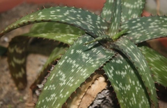 Aloe burgersfortensis