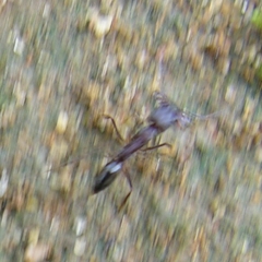Odontomachus simillimus