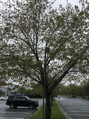 Acer saccharinum