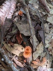 Podoscypha petalodes