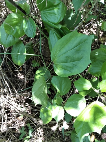 Hampea trilobata, photograph 3