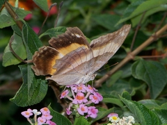 Yoma sabina podium