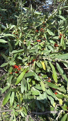 silver buffaloberry