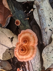 Podoscypha petalodes