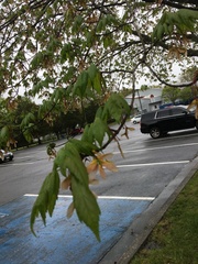 Acer saccharinum
