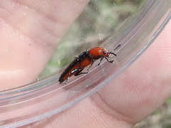 Languria bicolor