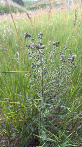 creeping thistle